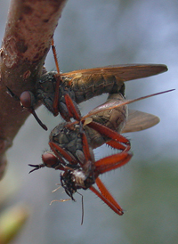 Empis sp.